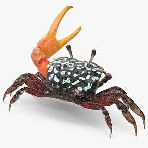 fiddler crab fighting pose 3d max
