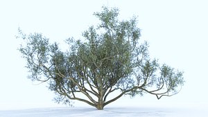 Big tree 3D model - TurboSquid 1602709