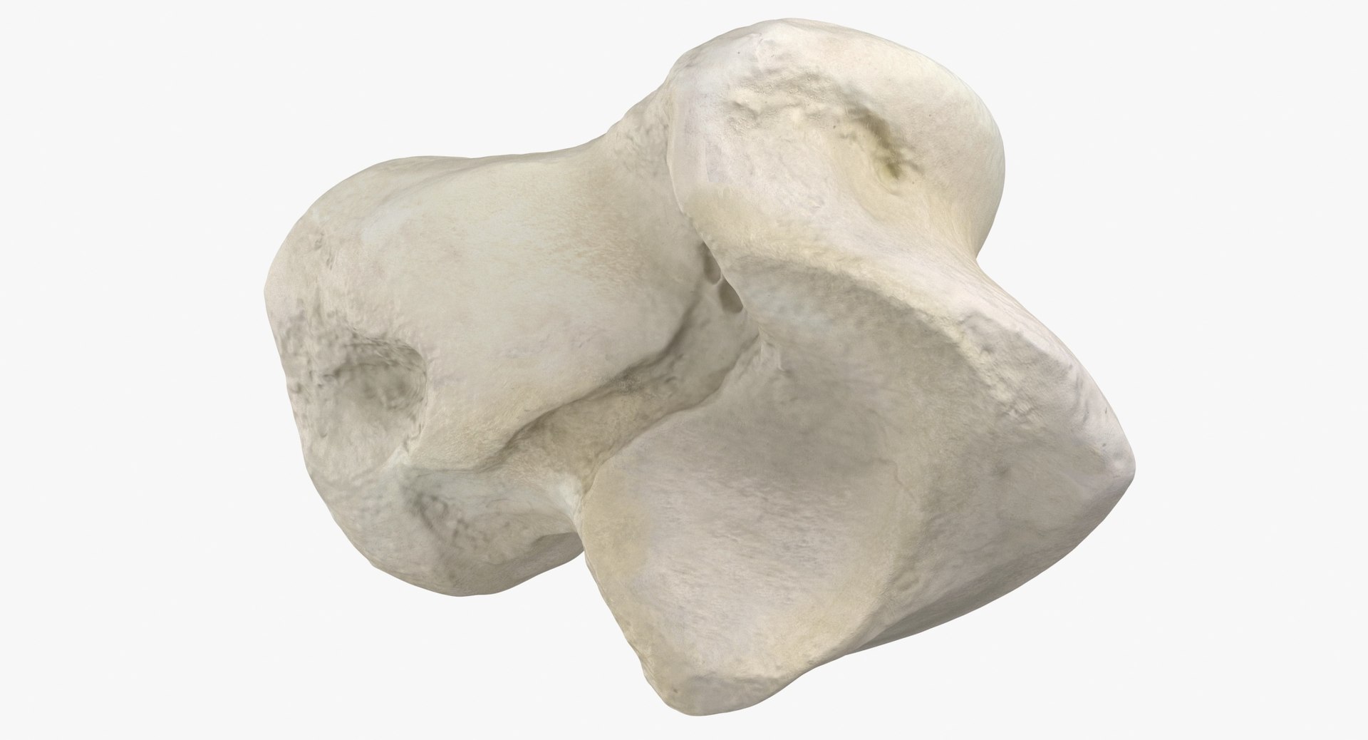 Domestic Cat Talus Bone 01 3D TurboSquid 1828003