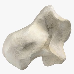 Domestic Cat Talus Bone 01 3D