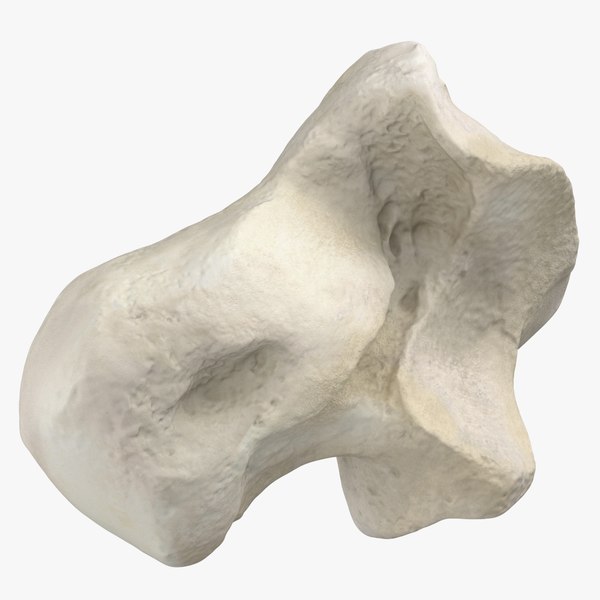 Domestic Cat Talus Bone 01 3D TurboSquid 1828003