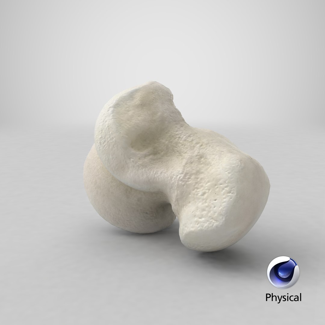 Domestic Cat Talus Bone 01 3D TurboSquid 1828003