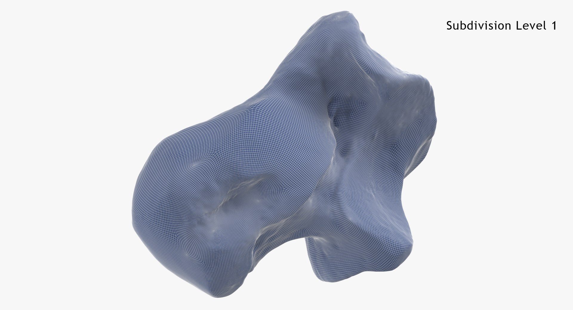 Domestic Cat Talus Bone 01 3D TurboSquid 1828003