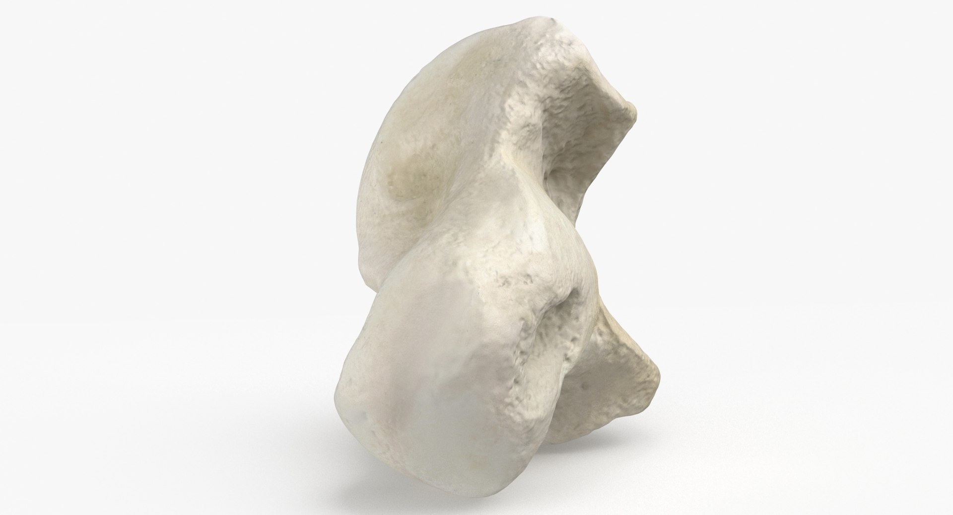 Domestic Cat Talus Bone 01 3D TurboSquid 1828003