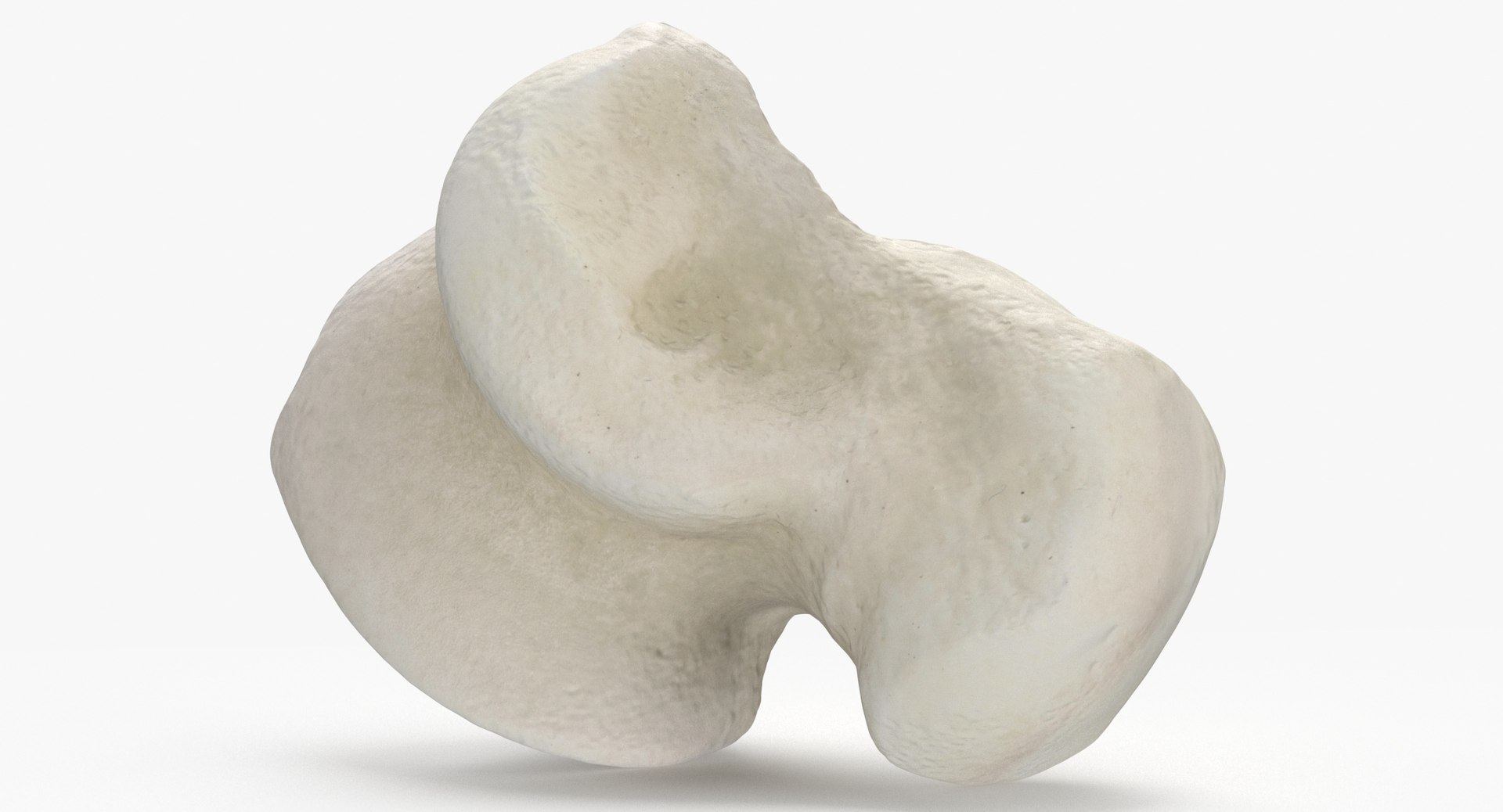 Domestic Cat Talus Bone 01 3D TurboSquid 1828003