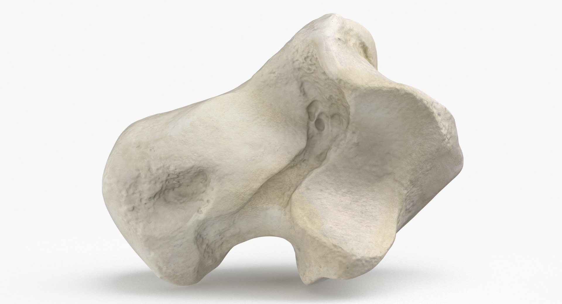 Domestic Cat Talus Bone 01 3D TurboSquid 1828003