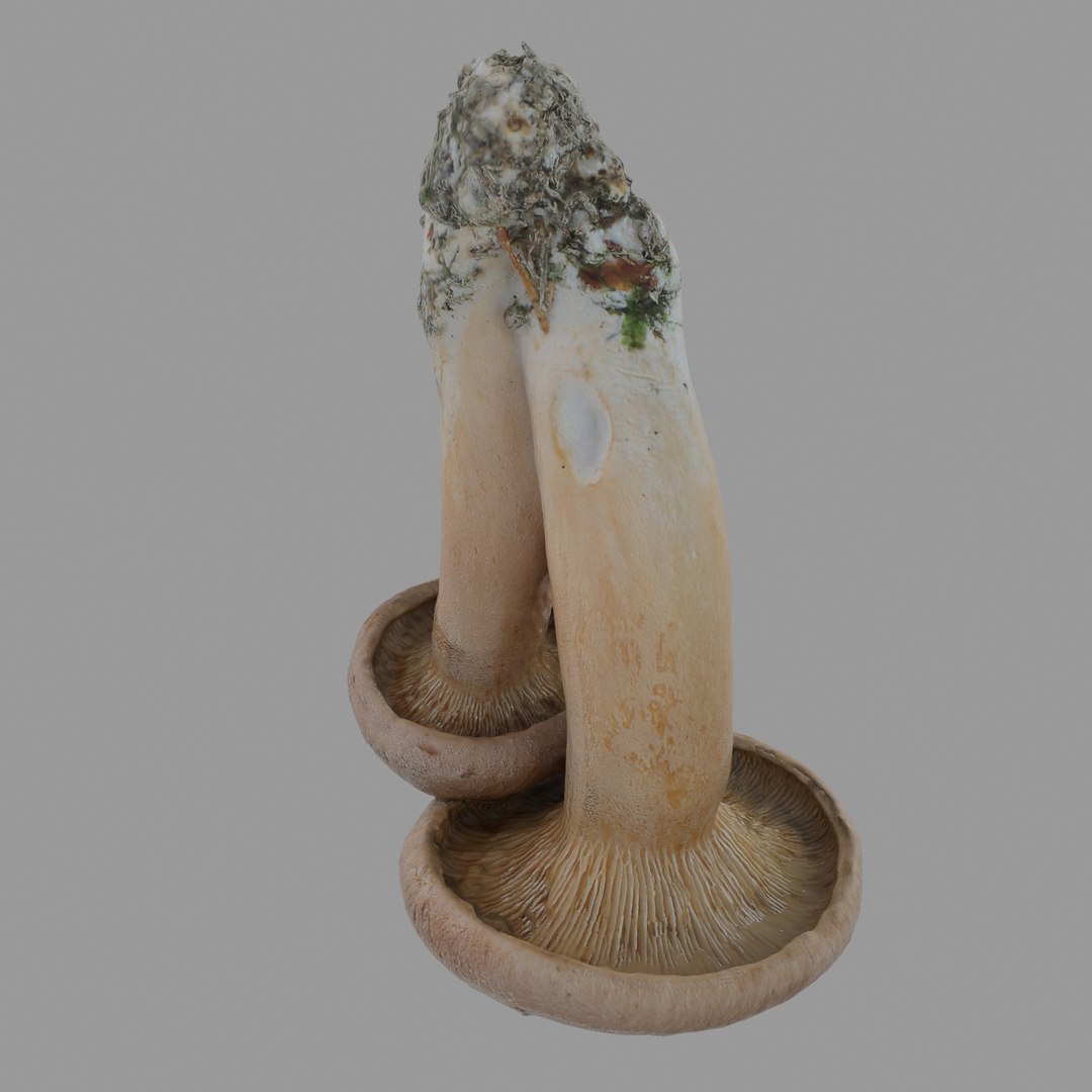scan 3D model https://p.turbosquid.com/ts-thumb/IQ/z8QY1f/66zUEBBP/07/jpg/1503993385/1920x1080/fit_q87/f62fd907b1e051dfe44e9d23311eee6f55a97061/07.jpg