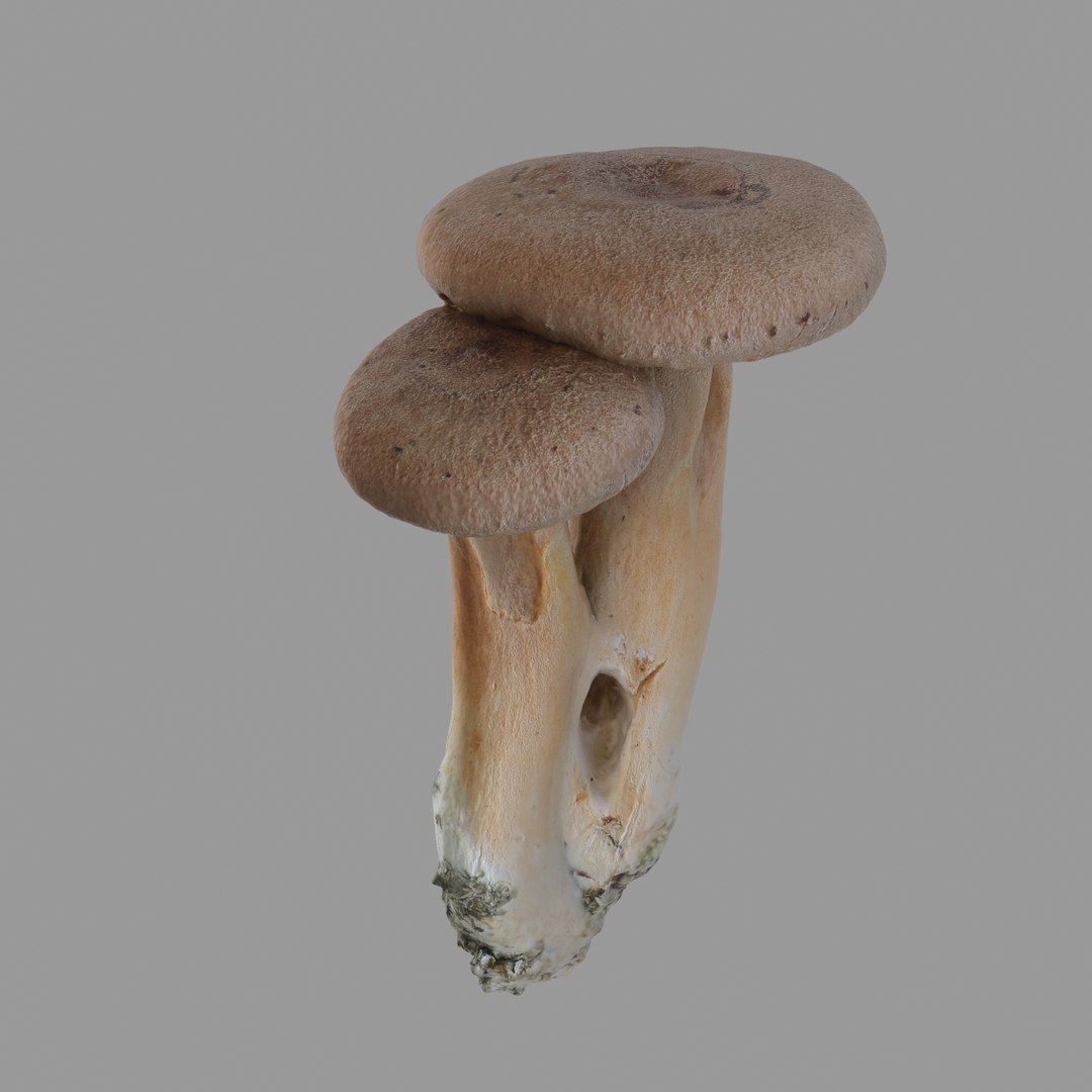 scan 3D model https://p.turbosquid.com/ts-thumb/IQ/z8QY1f/9R2ubUsm/02/jpg/1503993385/1920x1080/fit_q87/7b17662926b1ee68ea0a07fdd145d076dc0dae31/02.jpg