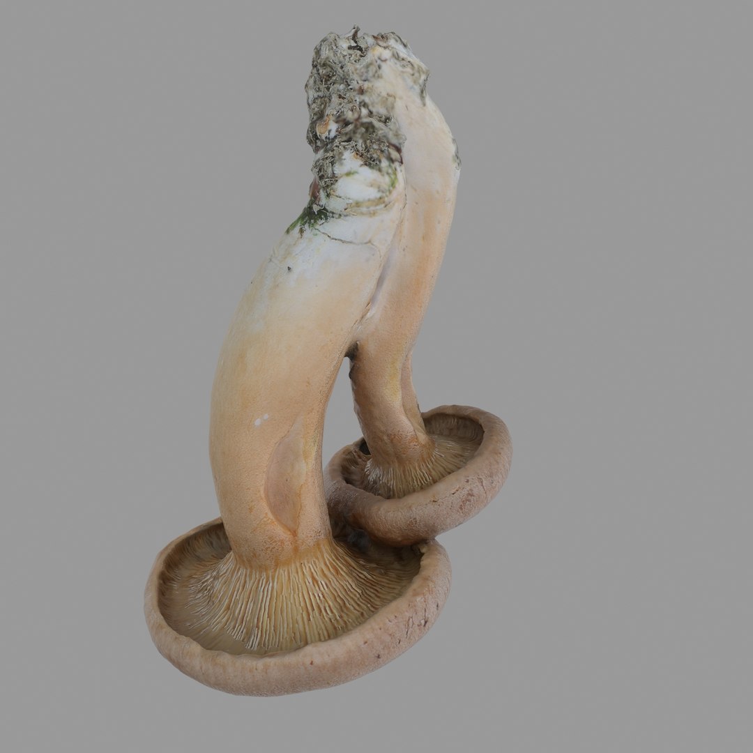 scan 3D model https://p.turbosquid.com/ts-thumb/IQ/z8QY1f/VfkAUEM6/08/jpg/1503993385/1920x1080/fit_q87/a49dd270e481ce647079eca71953565cf332b8f0/08.jpg