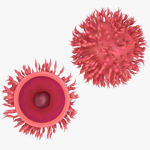 Ovum Human Egg Cell with Cross section