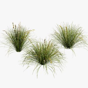 3D Realistic Lomandra longifolia collection
