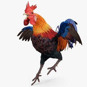 3d cockfight fight cock