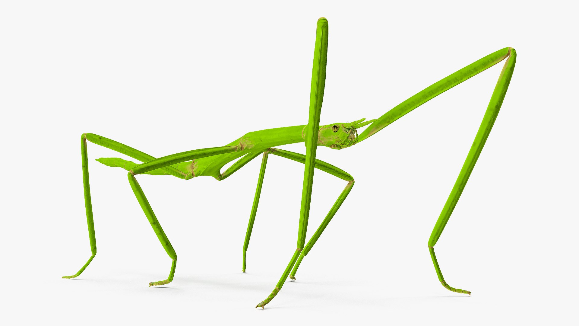 3D model stick insect green rigged - TurboSquid 1520307