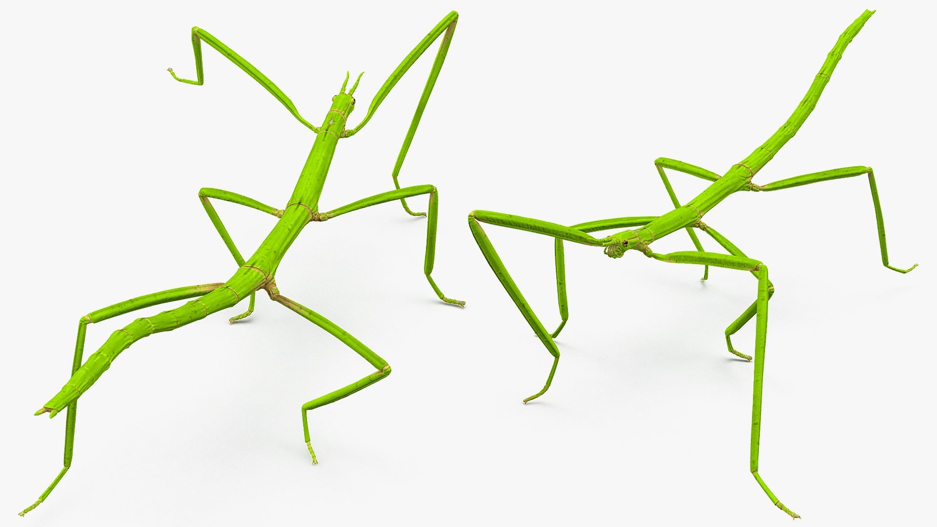 3D model stick insect green rigged - TurboSquid 1520307