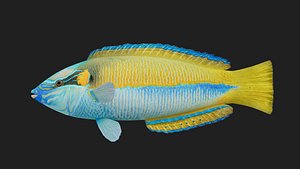 Wrasse 3D
