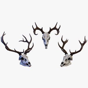 Deer Skull 3D model