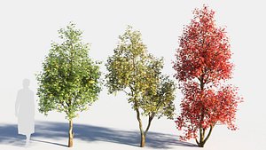 Acer monspessulanum tree-3 model