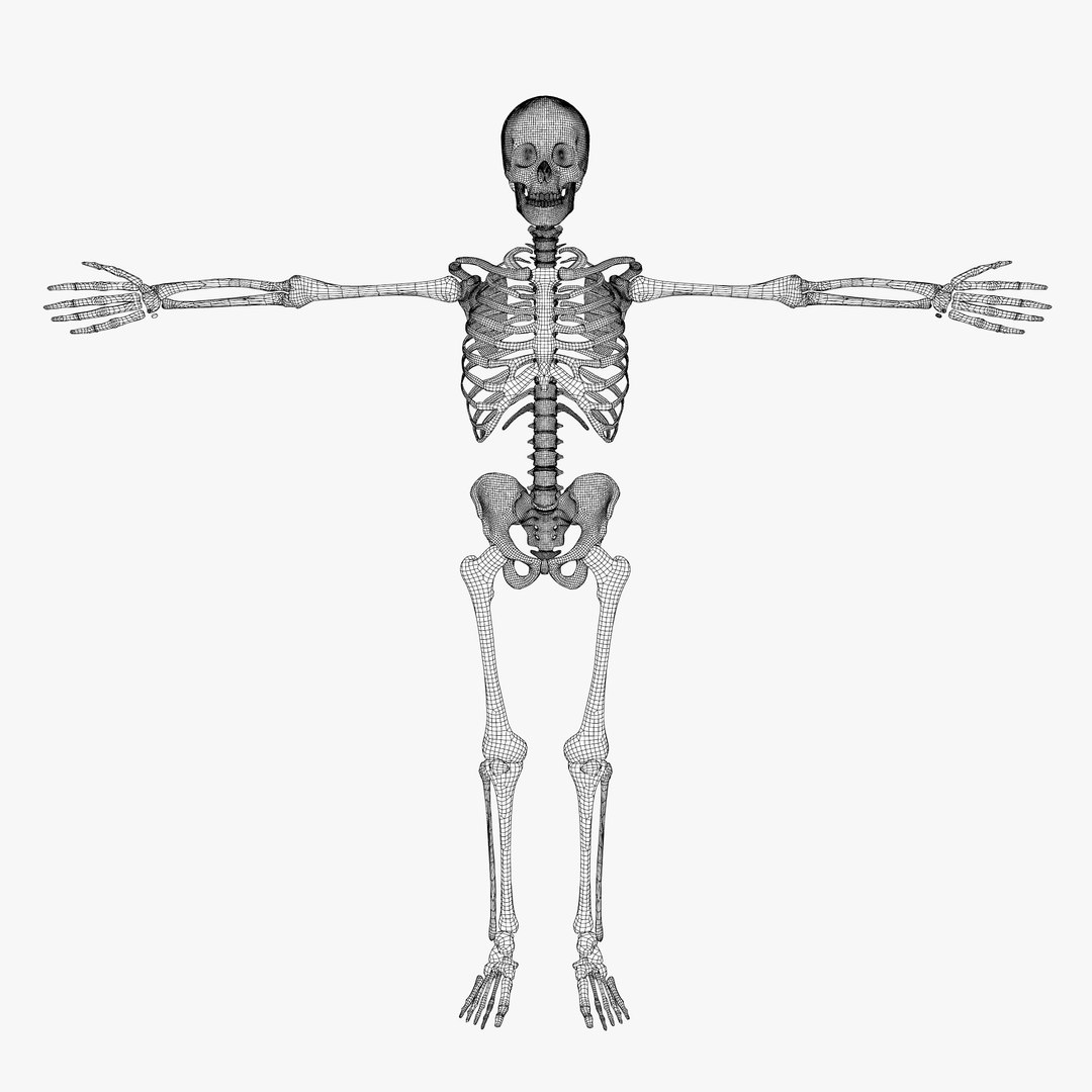 human skeleton 3d obj https://p.turbosquid.com/ts-thumb/IR/kKOP2Y/JHObcRRE/sc_07/jpg/1443524316/1920x1080/fit_q87/7140972434ef304ebc601e0c686bbe177bc3593b/sc_07.jpg