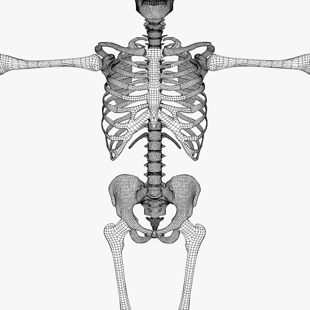 human skeleton 3d obj https://p.turbosquid.com/ts-thumb/IR/kKOP2Y/ZCfTCLkk/sc_09/jpg/1443524316/1920x1080/fit_q87/a6f95624509273b4b55210622bb16e118ae9f7cc/sc_09.jpg