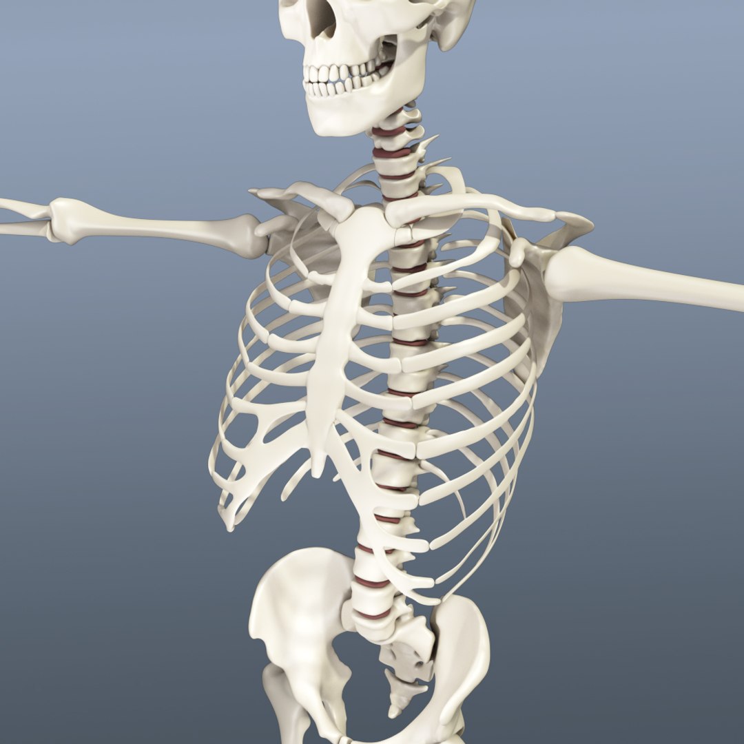 human skeleton 3d obj https://p.turbosquid.com/ts-thumb/IR/kKOP2Y/dDVEtVu8/sc_11/jpg/1443607381/1920x1080/fit_q87/4f217cd6c9f77924f3ea546784d04f76253e61dc/sc_11.jpg