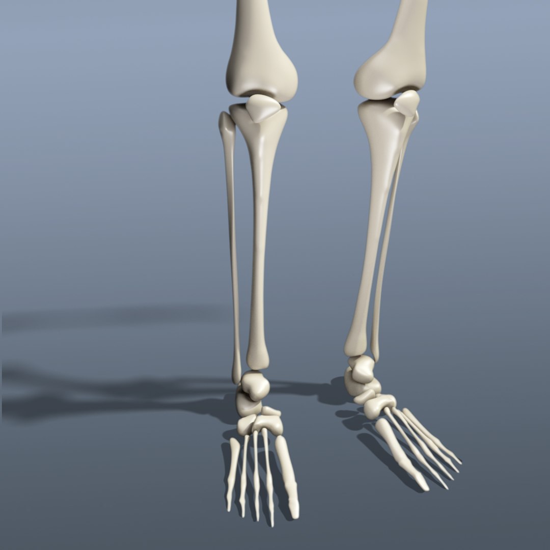 human skeleton 3d obj https://p.turbosquid.com/ts-thumb/IR/kKOP2Y/kYTjbDjD/sc_02/jpg/1443524316/1920x1080/fit_q87/02d065ceba42ea5ab6e36f27edbeaad49962dcfb/sc_02.jpg