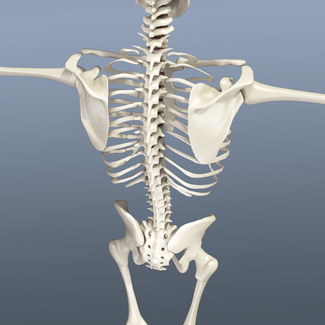 Human Skeleton 3d Obj