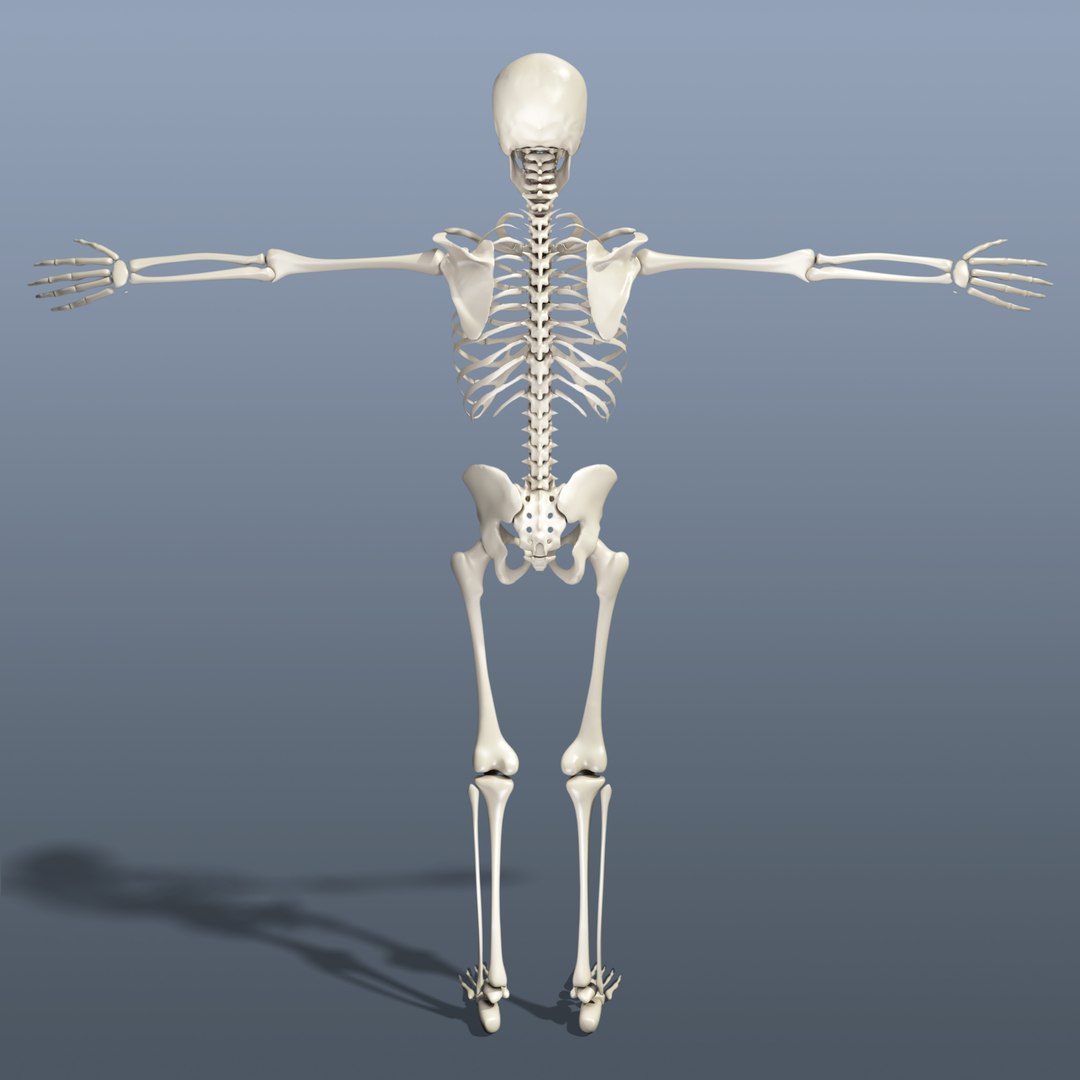 human skeleton 3d obj https://p.turbosquid.com/ts-thumb/IR/kKOP2Y/t3xwv9qr/sc_06/jpg/1443524316/1920x1080/fit_q87/5b66d69a954b1dc6d2b79e54d3522fe0ad602803/sc_06.jpg