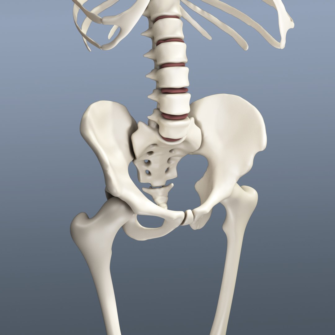 human skeleton 3d obj https://p.turbosquid.com/ts-thumb/IR/kKOP2Y/xbHc5nLH/sc_03/jpg/1443524316/1920x1080/fit_q87/29f2eaf5b8b1a1ec60af08fb2bbec7e611536b32/sc_03.jpg