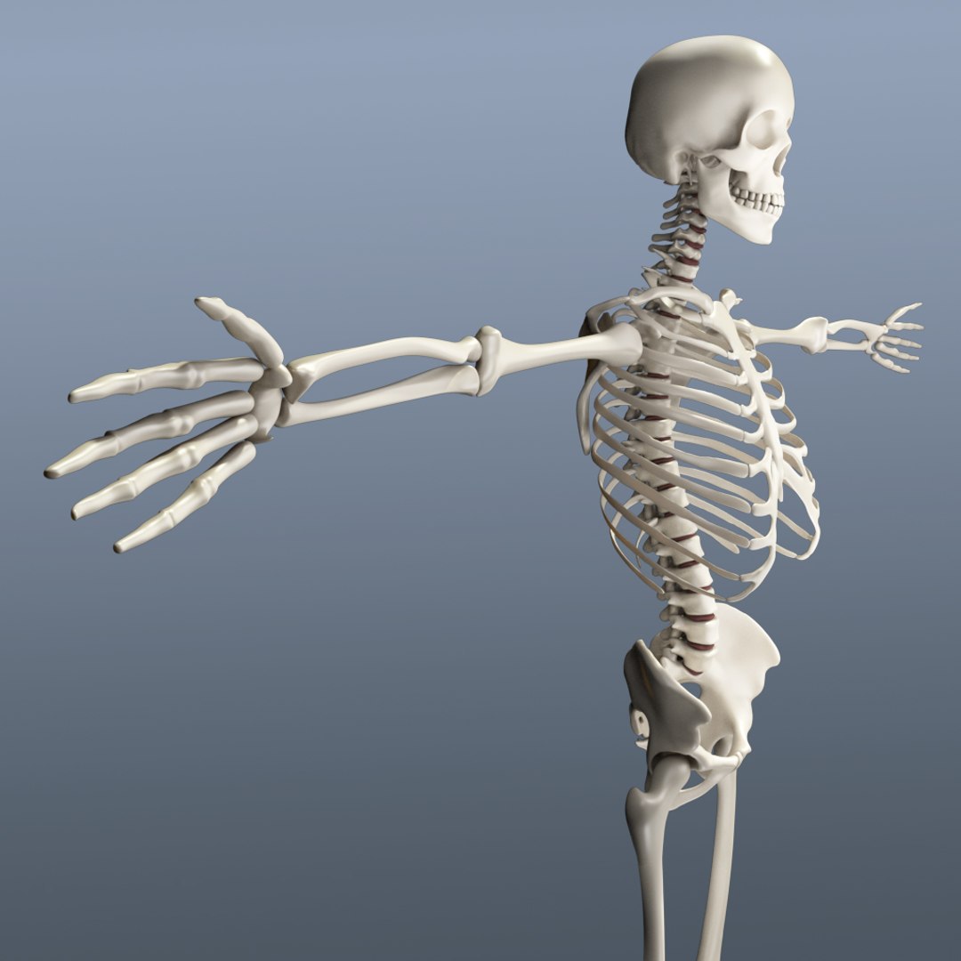human skeleton 3d obj https://p.turbosquid.com/ts-thumb/IR/kKOP2Y/zwaPPp2b/sc_12/jpg/1443607382/1920x1080/fit_q87/fa3fee3b568bbee082f2d4fe1a3d3a04920022f5/sc_12.jpg