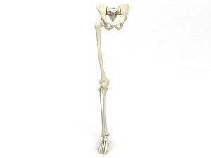 Female Lower Body Skeleton 3D model