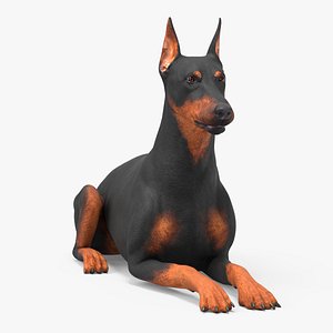 Doberman Pinscher Dog Lying Down 3D model