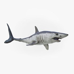 3D Mako Shark