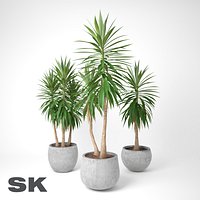 Yucca Elephantipes A B C