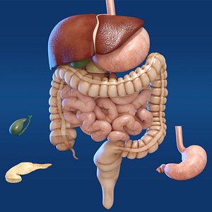 3D Digestive System Liver Stomach Intestine Gallbladder Esophagus model