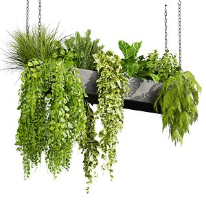 plant vol 887 - pothos - hanging - ampelous - fern 3D model