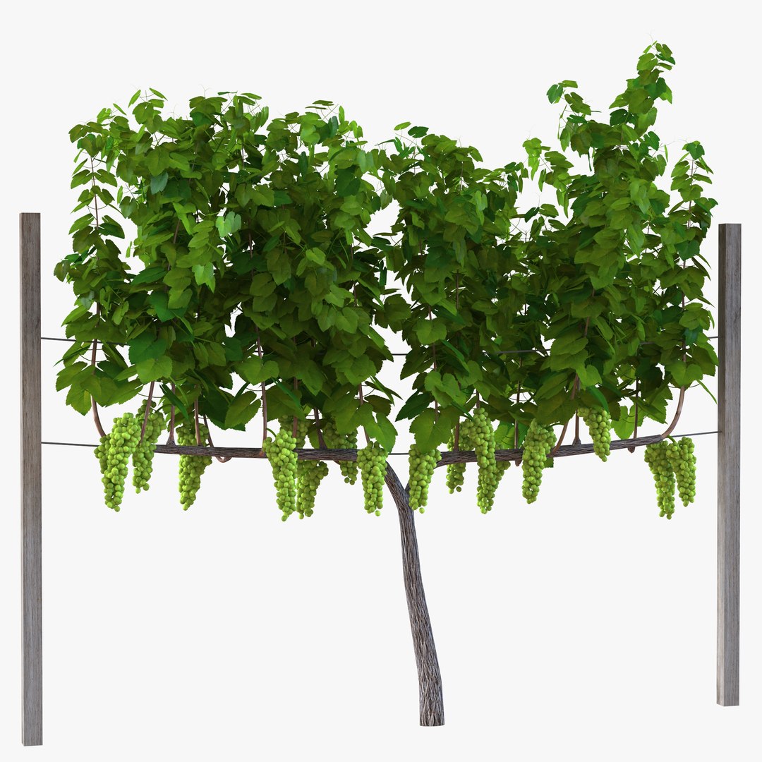 Vineyard with Green Grapes 3D Model 3D model preview