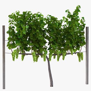 Vineyard with Green Grapes 3D Model