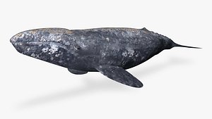 gray whale 3D model