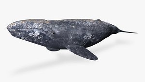 gray whale