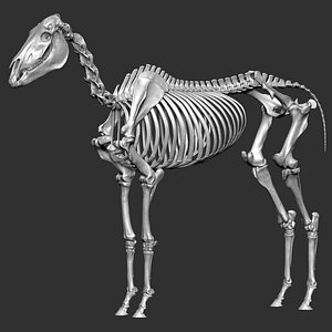 Horse Skeleton 3D Models for Download | TurboSquid