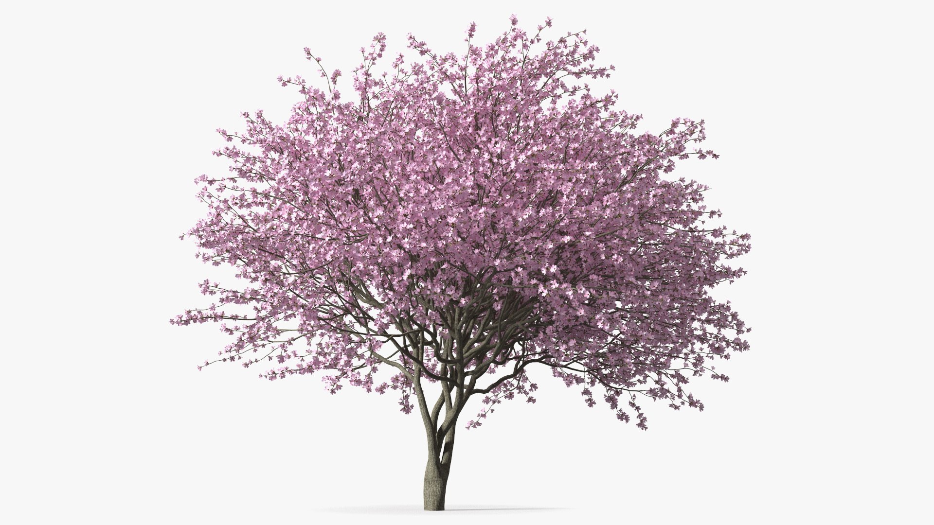 Modello 3D Prugno a foglia viola in fiore - TurboSquid 1812132, image size:1920x1080