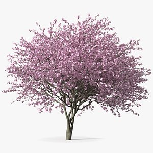 Flowering Purple Leaf Plum Tree 3D model