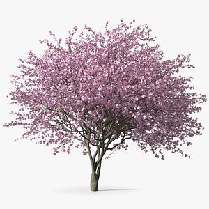 Flowering Purple Leaf Plum Tree