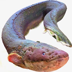 Electric Eel - Rigged