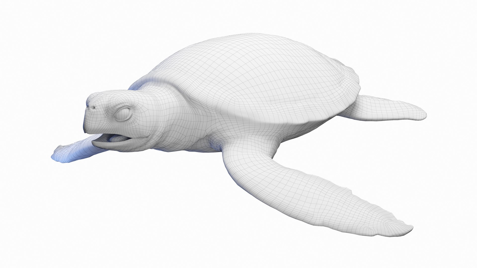 Green Sea Turtle Anatomy 3D model https://p.turbosquid.com/ts-thumb/IS/aOgL6x/AI/green_sea_turtle_body_wire0000/jpg/1719051443/1920x1080/fit_q87/a53d5b3a30e498f5b8c0fb077d69db028b6bc107/green_sea_turtle_body_wire0000.jpg