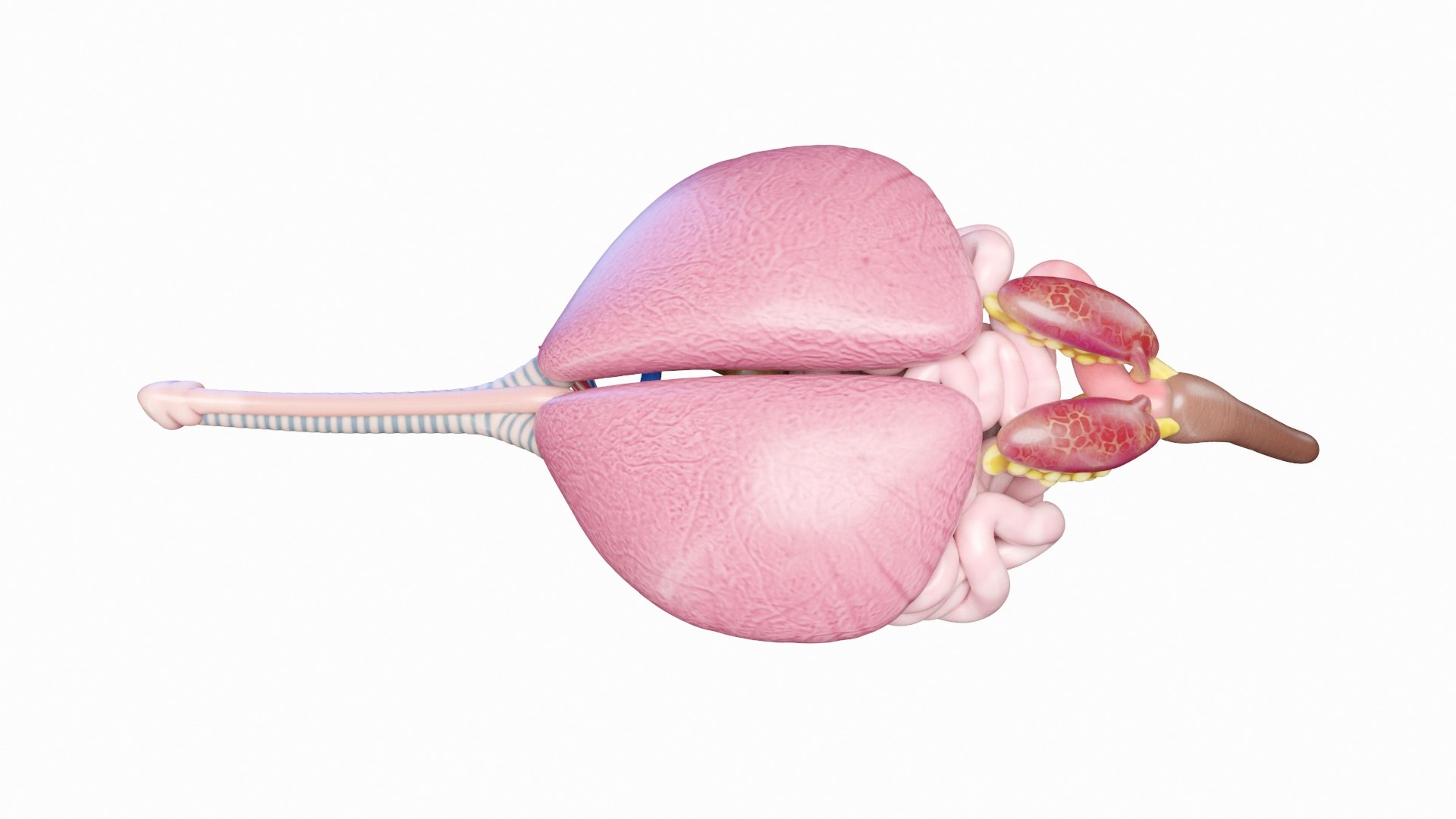Green Sea Turtle Anatomy 3D model https://p.turbosquid.com/ts-thumb/IS/aOgL6x/Ot/green_sea_turtle_organs_0002/jpg/1719042647/1920x1080/fit_q87/3a820abda8912cd7ac41552d459d77ba87031b87/green_sea_turtle_organs_0002.jpg