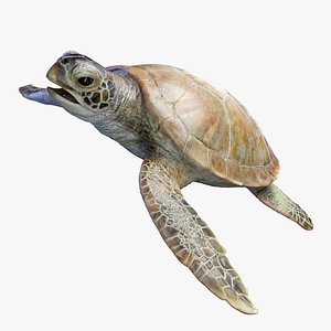 Green Sea Turtle Anatomy 3D model