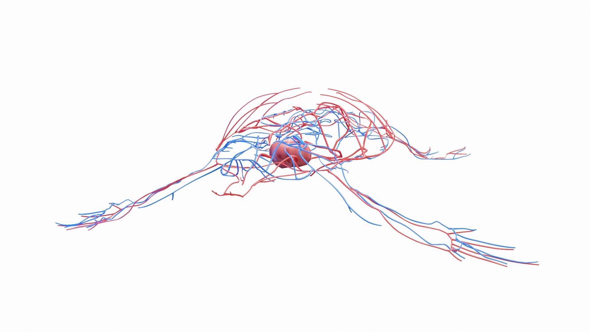 Green Sea Turtle Anatomy 3D model https://p.turbosquid.com/ts-thumb/IS/aOgL6x/m4/green_sea_turtle_vascular__0004/jpg/1719042688/1920x1080/fit_q87/f52a8d7f735a2998556b7b7256a694e21fd56c89/green_sea_turtle_vascular__0004.jpg
