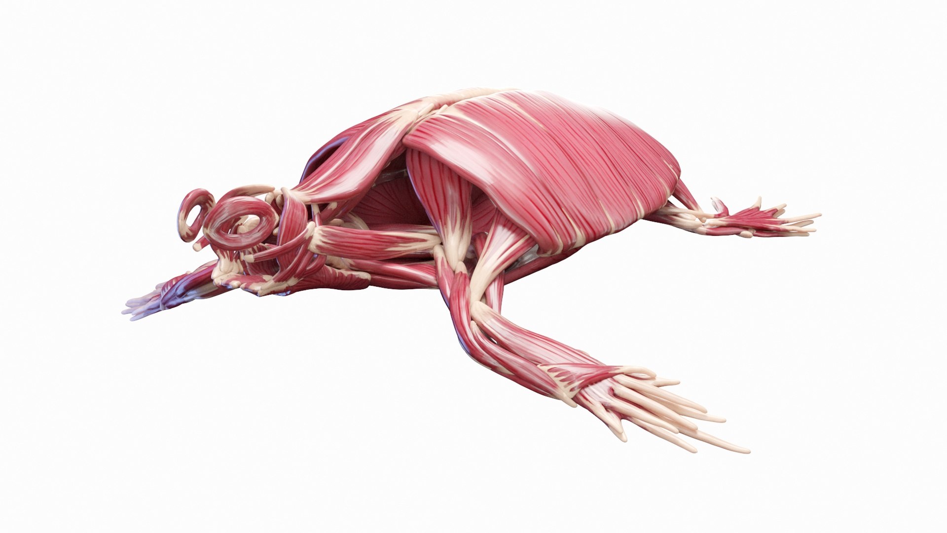 Green Sea Turtle Anatomy 3D model https://p.turbosquid.com/ts-thumb/IS/aOgL6x/mr/green_sea_turtle_muscles_0000/jpg/1719045562/1920x1080/fit_q87/c984b5a05ee24b93259461262cfe37b8b9555707/green_sea_turtle_muscles_0000.jpg