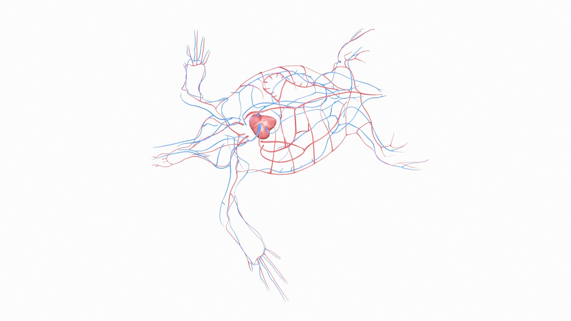 Green Sea Turtle Anatomy 3D model https://p.turbosquid.com/ts-thumb/IS/aOgL6x/zA/green_sea_turtle_vascular__0002/jpg/1719042689/1920x1080/fit_q87/f602e6e05d0e00552802da0d7d2e139d307dfa86/green_sea_turtle_vascular__0002.jpg